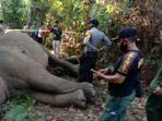 bangkai-gajah-sumatera.jpg