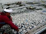 bangkai-ikan-akibat-semburan-belerang.jpg