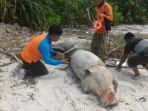 bangkai-ikan-duyung_20180907_131847.jpg