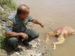 bangkai-orangutan-saat-ditemukan-di-sei-barito-sekitar-jembatan-kalahien-buntok-barsel_20180115_165733.jpg