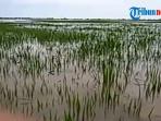 banjir-di-jagong-maros-rendam-padi-warga_20150306_203741.jpg