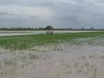 banjir-lamsel_20180322_185427.jpg
