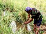 banjir_rusak_padi_ok_67.jpg
