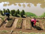 bantaran-sungai-citarum-dimanfaatkan-ditanami-sayuran_20201221_134336.jpg