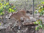 banteng-jawa-baluran.jpg