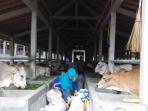 bantuan-sapi_20150813_225704.jpg