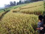 bantul-Crop-Circle-1.jpg