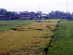 bantul-Crop-Circle.jpg