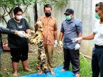 barang-bukti-satu-lembar-kulit-harimau-sumatera-utuh-dengan-t.jpg