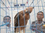barang-bukti-tindak-pidana-konservasi-hayati-dan-ekosistem_20150707_175010.jpg