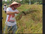barisan-relawan-indonesia-kuat-panen-raya-padi.jpg