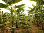 batang-pohon-pisang-3132019.jpg