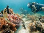 bawah-laut-pulau-lombok.jpg
