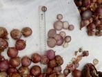 bawang-bombai-kedok-bawang-merah_20180622_181817.jpg