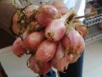 bawang-khas-palu_20150601_141808.jpg