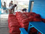 bawang-merah-asal-malaysia-diamankan_20161025_112156.jpg