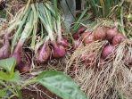 SS Sakato, Bawang Merah Super Besar Temuan Prof Sobir yang Bikin Petani Solok Gembira