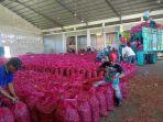 bawang-merah13.jpg