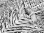 Warga di Riau Temukan Jasad Bayi dalam Kondisi Dimakan Anjing, Diduga Dibuang Orang Tua