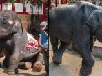 bayi-gajah-di-thailand-yang-dipaksa-menari-hingga-kakinya-patah-dan-mati.jpg