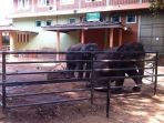 bayi-gajah_20170417_151101.jpg