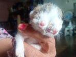 bayi-kucing-berwajah-dua-milik-surati-warga-asal-sri-pemandang-kecamatan-sungailia.jpg