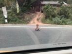 bayi-merangkak-di-jalan_20180206_170013.jpg