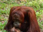 bayi-orang-utan-kalimantan.jpg