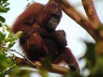 bayi-orangutan-kalimantan111.jpg