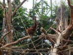 bayi-orangutan-sumatera-bernama-batu-dan-beranv.jpg