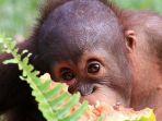 bayi-orangutan-yang-dirawat-di-samboja-lestari.jpg
