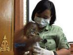 bayi-orangutan-yang-diselundupkan-bule-rusia.jpg