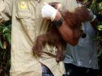 bayi-orangutan.jpg