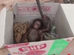 bayi-orangutan_20160604_170021.jpg