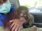 bayi-orangutan_20160908_195115.jpg