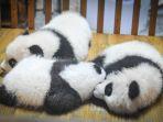 Viral di Medsos, Kelakuan Lucu Bayi Panda yang Kaget dengan Suara Bersinnya