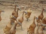 bebek-ternak.jpg