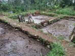 beberapa-kolam-ikan-warga-dusun-pramen-desa-bantar-wanayasa-mendadak_20180108_202323.jpg
