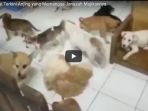 begini-penampakan-kondisi-terkini-anjing-yang-memangsa-jenazah-majikannya_20171206_120138.jpg