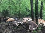 beginilah-kondisi-sapi-sapi-milik-peternak-jared-blackwelder-yang-mati-tersambar-petir_20170503_165547.jpg