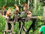 bekantan-pisang-kkmb-tarakan_20141110_171538.jpg