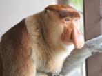 bekantan_20151218_154039.jpg