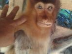 bekantan_20180819_160518.jpg
