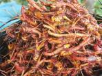 belalang-goreng_20151106_212146.jpg