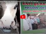 beli-sapi-seharga-rp-80-juta-walikota-palembang-siap-kurban-di-lokasi-ini_20170831_160519.jpg