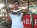 belut-raksasa-di-tangerang.jpg