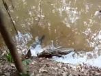 belut-vs-buaya_20150911_220849.jpg