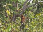 ben-bekantan-korban-kebakaran-hutan-dilepasliarkan-2_20151008_213633.jpg