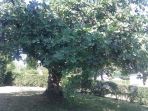 benarkah-pohon-dapat-tumbuh-dari-biji-di-perut-orang-mati_20181015_134310.jpg