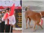 HEBOH Bendera Merah Putih Dikalungkan di Tubuh Anjing, Awal Video Viral hingga Kabar Terbaru Pelaku